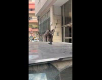 Cat on car roof stare down filmer