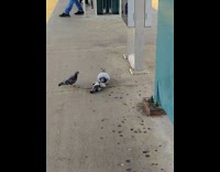 Submitter shows pigeon fight at train platform