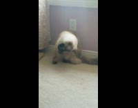 Brown white cat black pom pom ball 