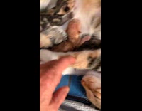 Submitter showing newborn kittens