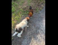 Dog jumps got pecked by a rooster 