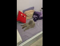 Grey cat sit like human purple bed