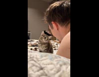 Man gets slap from kitten on bed