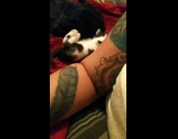 Black white kitten next to tattoo arm 