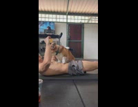 Collab dogIG_default - Corgi Walks Up to Man as he Works Out