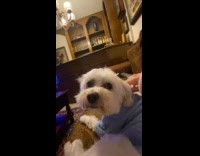 Collab Clips MPUGC - Dog lifting side of its lips 