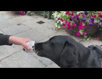 Black dog eat ice cream from cup
