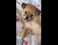 Collab BitchIG2 - Little brown dog sleeping on white blanket with flowers waves arm