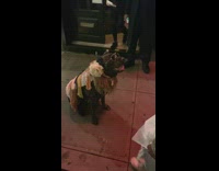 Black Dog Sits in Hippie Clothing and Sunglasses 