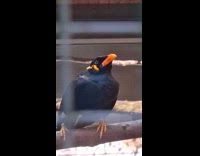 Bird in cage imitate woman say hello