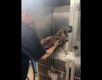 Dog slipping put in cage