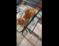 Orange cat lays on black bed frame