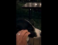 Dog face twitch when being pet