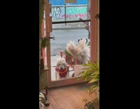 Dog stares and stands outside a flower shop 