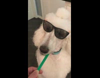 white dog chews on green tooth brush while wearing sunglasses 