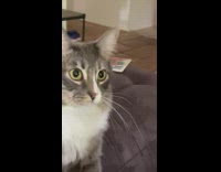 Grey cat plays fetch white plastic toy