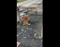 Group of guys singing to orange cat 