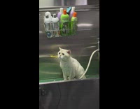 Pet cat with a sad face at the groomers