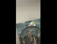 Woman film two pet birds mate on cage