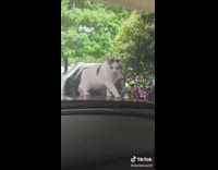 Cat got surprised by car windshield wiper