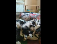 Pet cat lies down comfortably on soft blanket