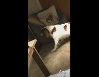 White dog brown spots barking at self in mirror