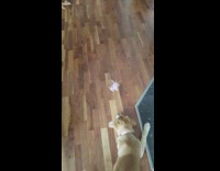 Brown puppy dog bark at cotton floor