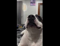 Dog asking for hoomans attention