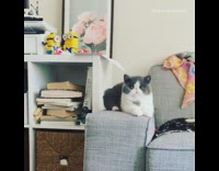 Grey white cat lays arm couch minion 