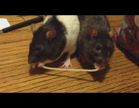 two black rats eating spaghetti 