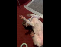 Dog lay on floor bite own collar