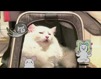 Pet cat asleep with a weird face inside the carrier