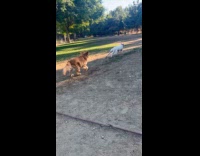 Dogs run slip and kick bowl park