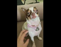 Chihuahua feel good scratch on side ribbon