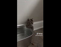 Tiny kitten almost jumped into silver tub