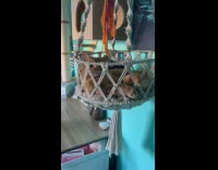 Collab BitchMP - Cat whistles through nose 