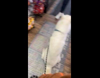 Dog guarding owner while waiting in line 