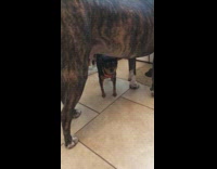 Small dog stands under larger brindle dog