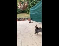 Cat jumping reach toy falls on floor