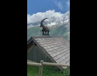 Brown animal with large horns on chimney 