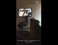 black dogs watching other dog on TV 