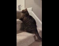 Fat tabby cat sit on the stairs
