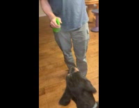 Couple using spray bottle as deterrent for puppy 