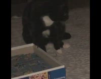 Black white cat jigsaw puzzle box 