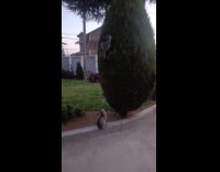 Cat watches another cat on the bushes