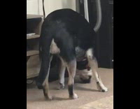 Large dog pretends to bury bone inside 
