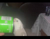 Pet bird pecks the back of a can in slow motion