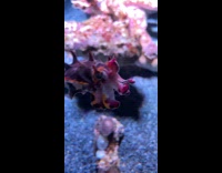 Cuttlefish changing colors inside aquarium