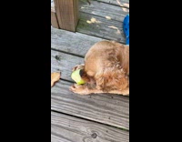 Collab Clips MPUGC - Dog learned ball was green apple 