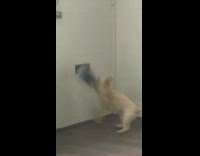 Collab BitchMP - Dog barking at door destroys mail
